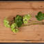 Anastasija Arrangement