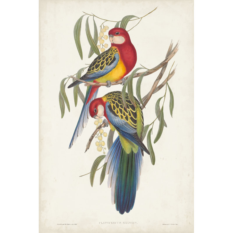 Tropical Parrots IV by John Gould - Wrapped Canvas Painting, 46 cm H x 30 cm W, Wrapped Canvas
