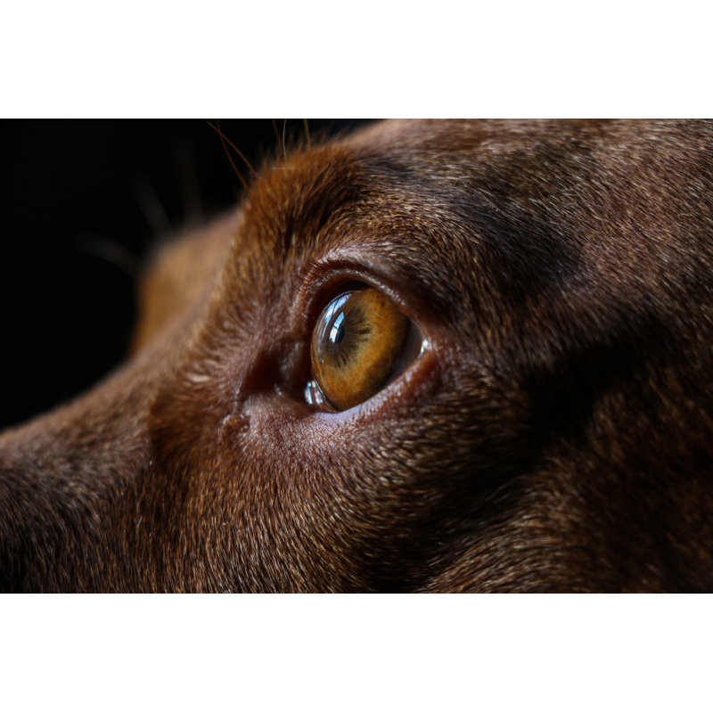 Hungarian Vizsla Dog by Hanging Bear Media - Wrapped Canvas Print, 30cm H x 46cm W