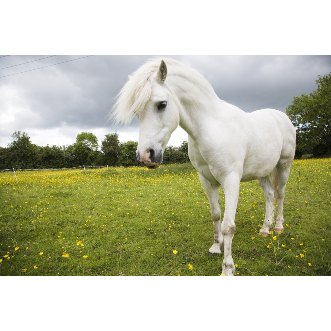 White Pony von Dageldog - Kunstdrucke auf Leinwand ohne Rahmen