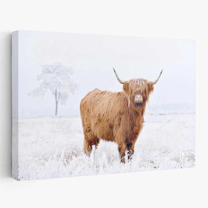 Conway - Photographie, animaux, faune, vaches, art, H 16 po x l 24 po