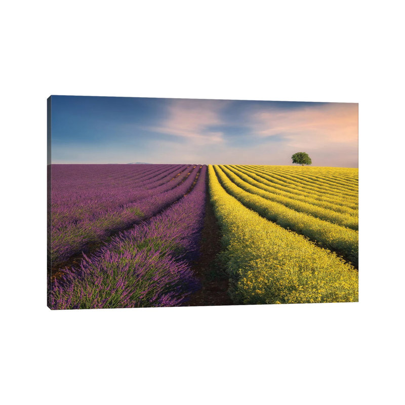 Violyellow by Ales Komovec - Wrapped Canvas Print, 20.32 cm H x 30.48 cm W