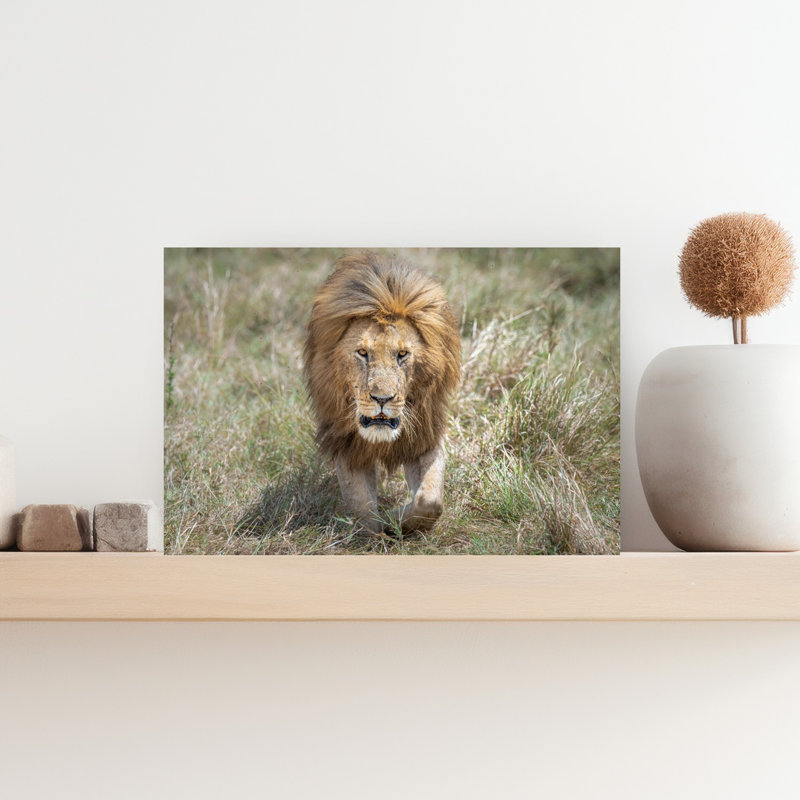 Golden Mane Lion Contemporary Wall Art Print by Jeffrey C. Sink - 1 Piece Wrapped Canvas Wall Art, 30.48cm H x 45.72cm W