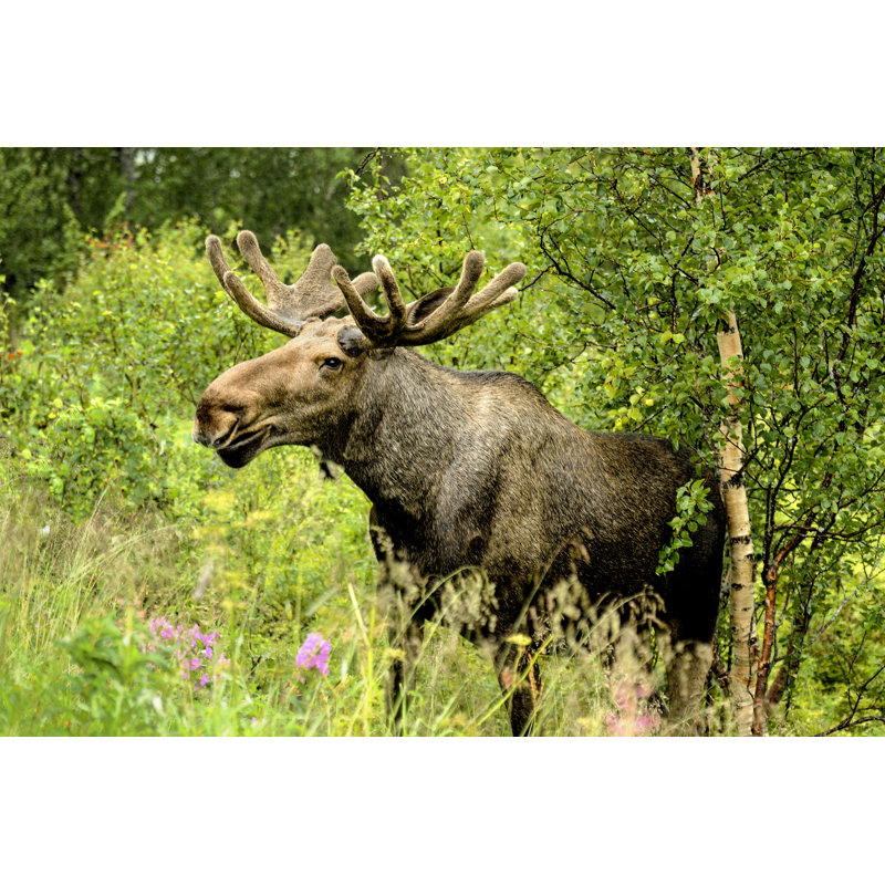 Wild Bull Moose In Autumn - Wrapped Canvas Print, 30cm H x 46cm W