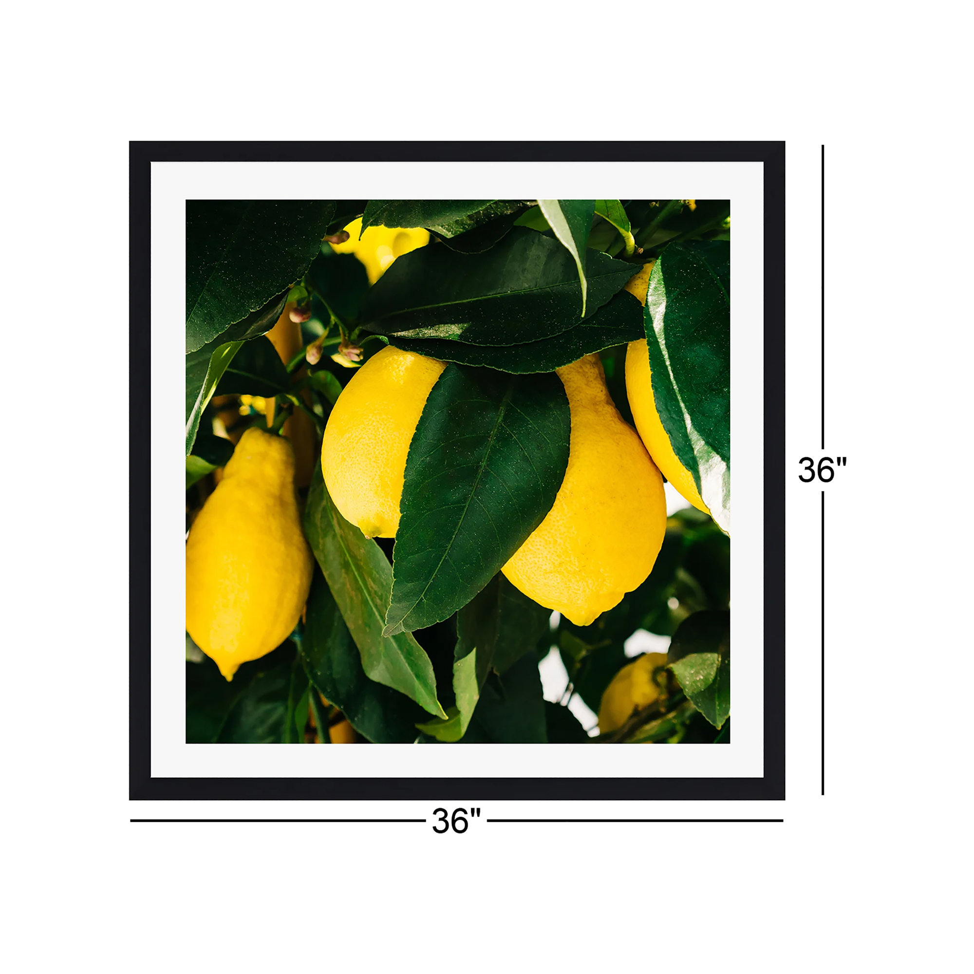 Amalfi Coast Lemons by Bethany Young Photography, Black Floater Framed, No, 36" H x 36" W x 2" D