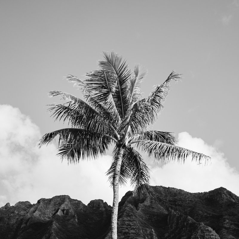 Palmier hawaïen monochrome - Photographie sur toile tendue, H 20 po x l 20 po, Toile tendue, Non