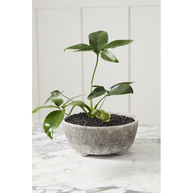 Stone Texture 10 In. Planter Bowl
