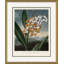 Botanicals Giclee Print by Robert John Thornton