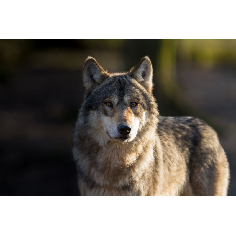 Loup Gris Wolf - Wrapped Canvas Print, 30cm H x 46cm W x 3.8cm D