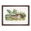 Black-Tailed Hare by J.W. Audubon - Framed Print-55545423-55545428