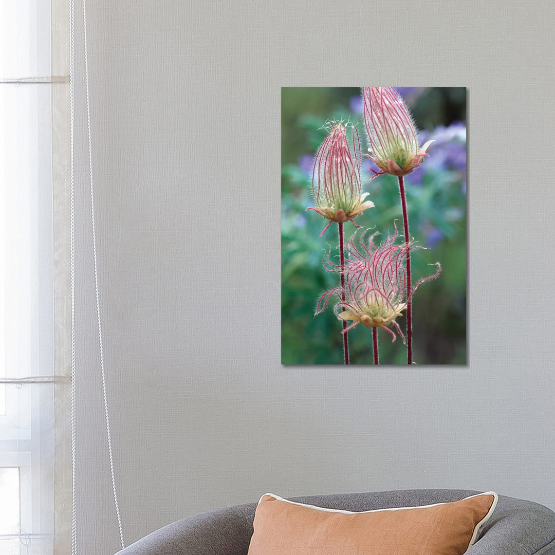 Prairie Smoke, Okanagan Valley, British Columbia, Canada von Tim Fitzharris - Galerie-verpackte Leinwand Giclée auf Lein...