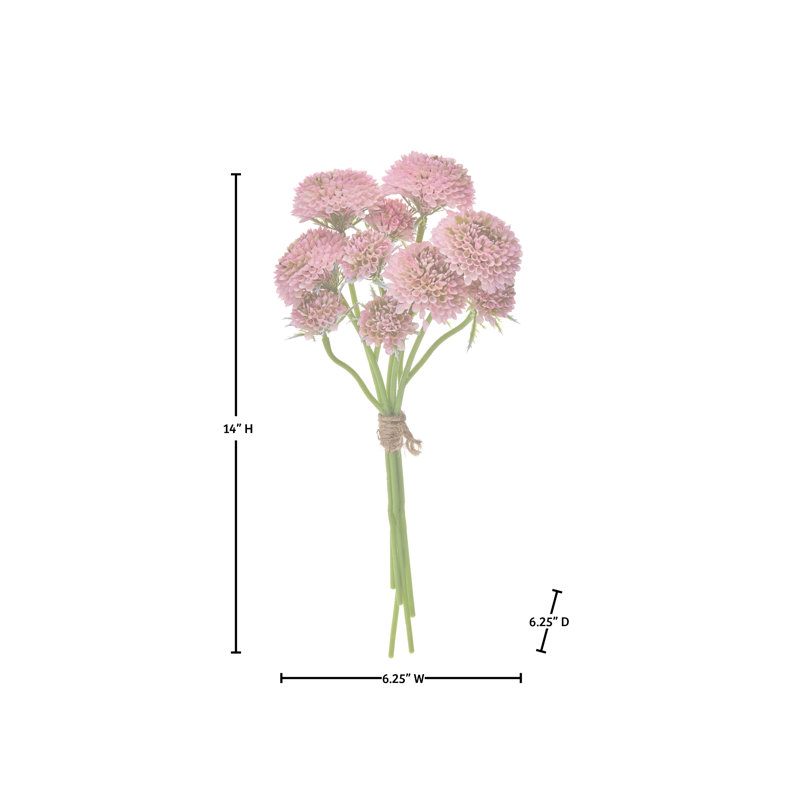 Ensemble de 14 po Scabiosa, Rose