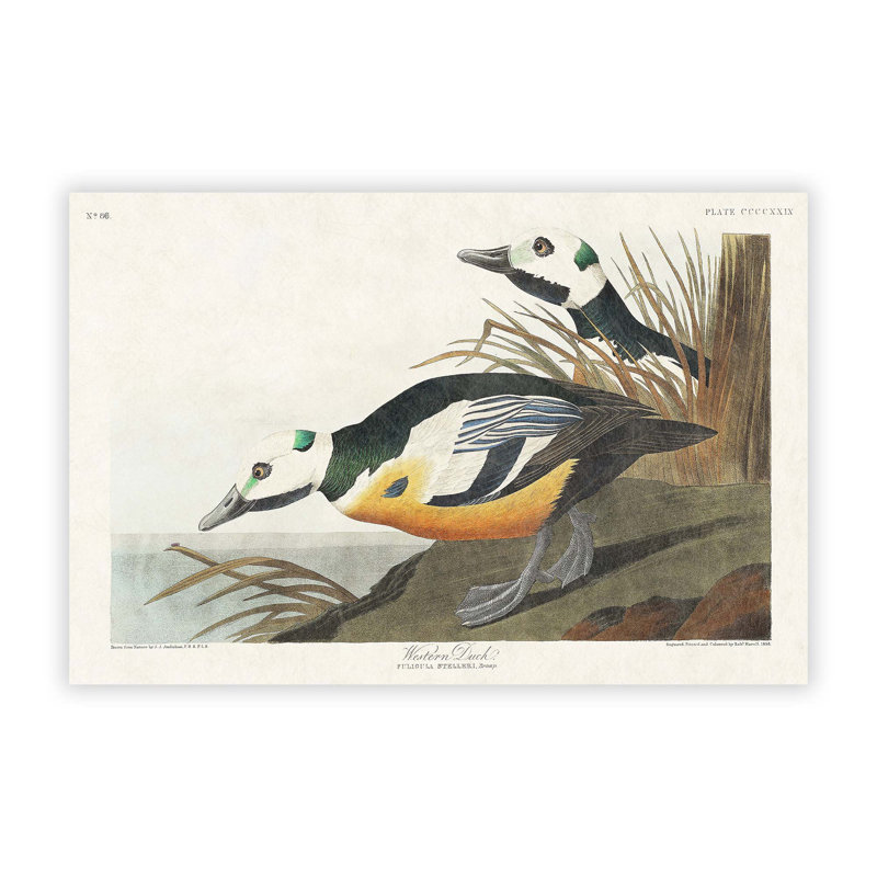 Western Ducks by John Audubon - No Frame Painting, 29.7 cm H x 42 cm W