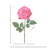 27"Just Cut Open Garden Rose-931911640