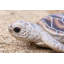 Petite tortue de mer