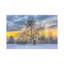 Apple Tree Winter by David Gardiner - Print on Canvas-673179179-721051269