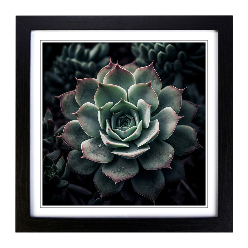 Succulent Photograph - Single Picture Frame Print on Wood, Black