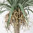 88.9'' Faux Dragon Tree Tree in Pot