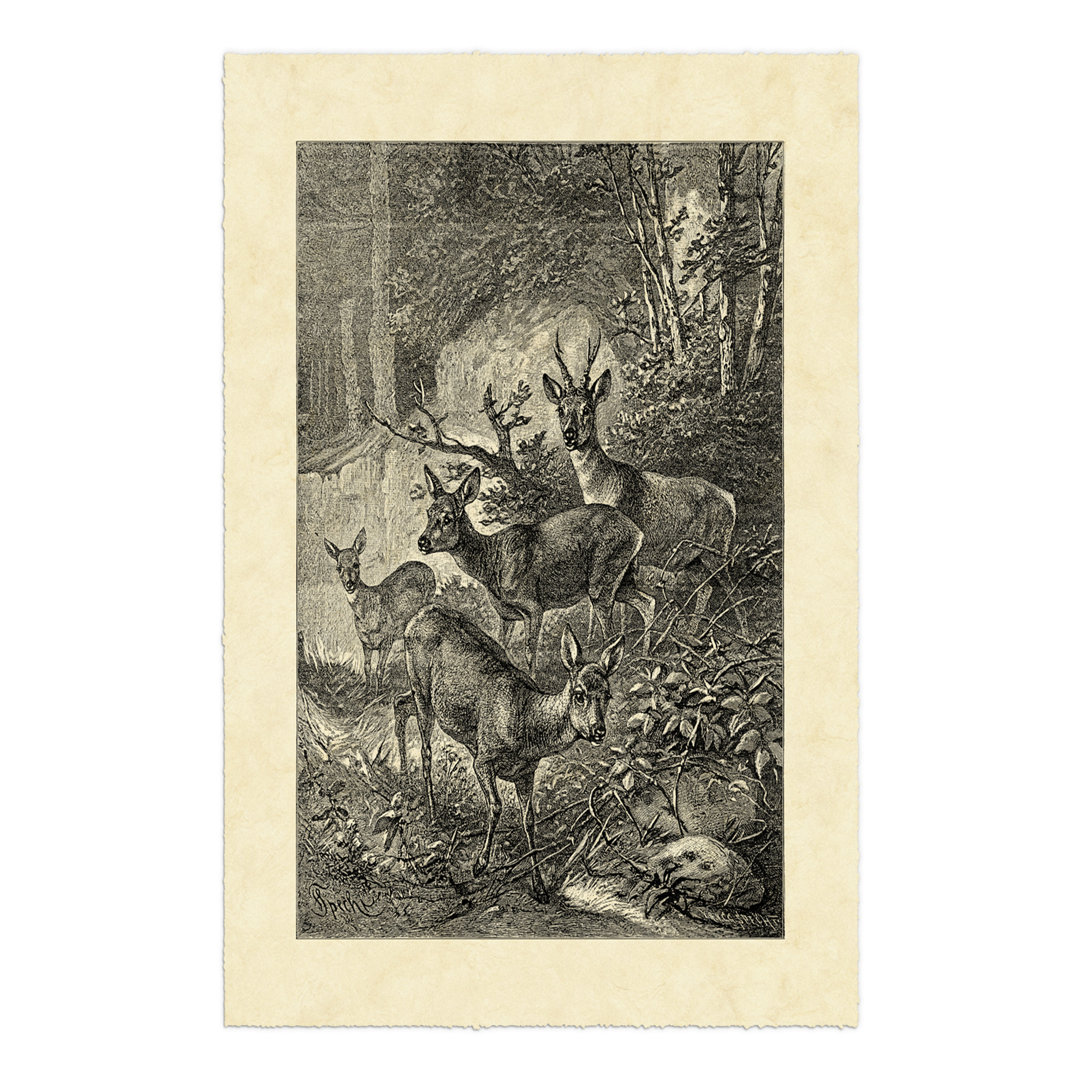 Leinwandbild Vintage Roe Deer I von Friedrich Specht