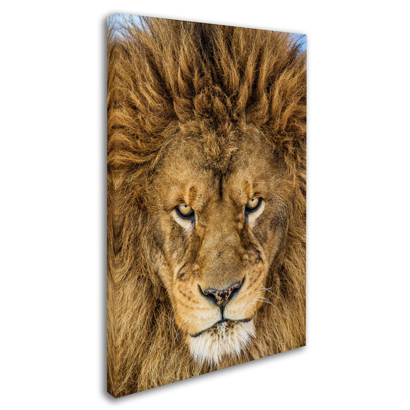 Serious Lion Portrait Framed Canvas Art, 22 x 32
