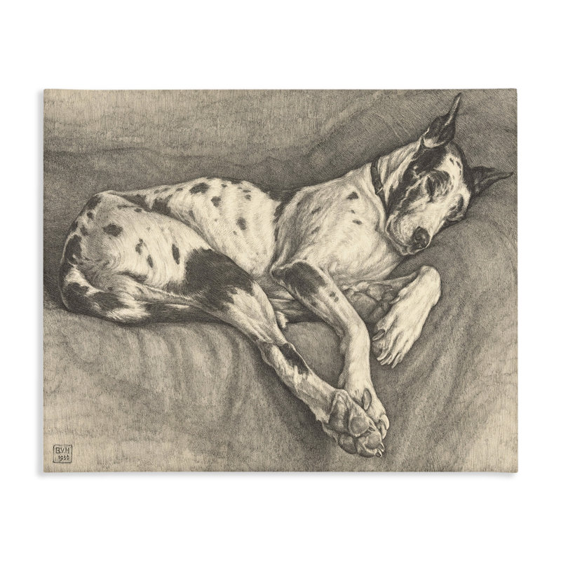 «Sleeping Hound», dessin par Bertha Van Hasselt, H 30 po x l 40 po