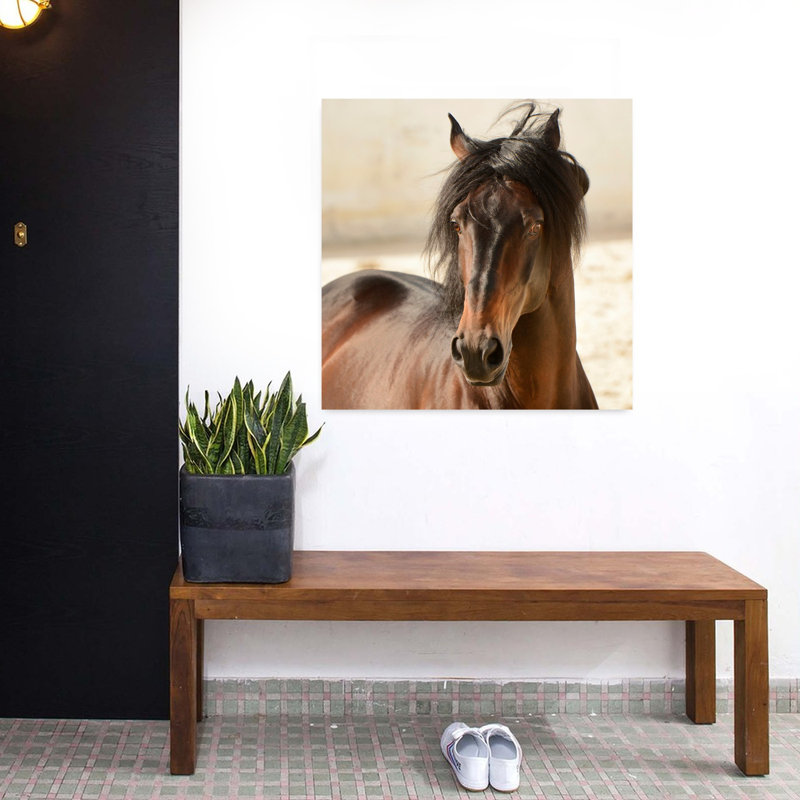Casanova, cheval contemporain, art animalier, H 32 po x l 32 po