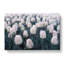 Field Of White Tulips - Wrapped Canvas Painting-55370304