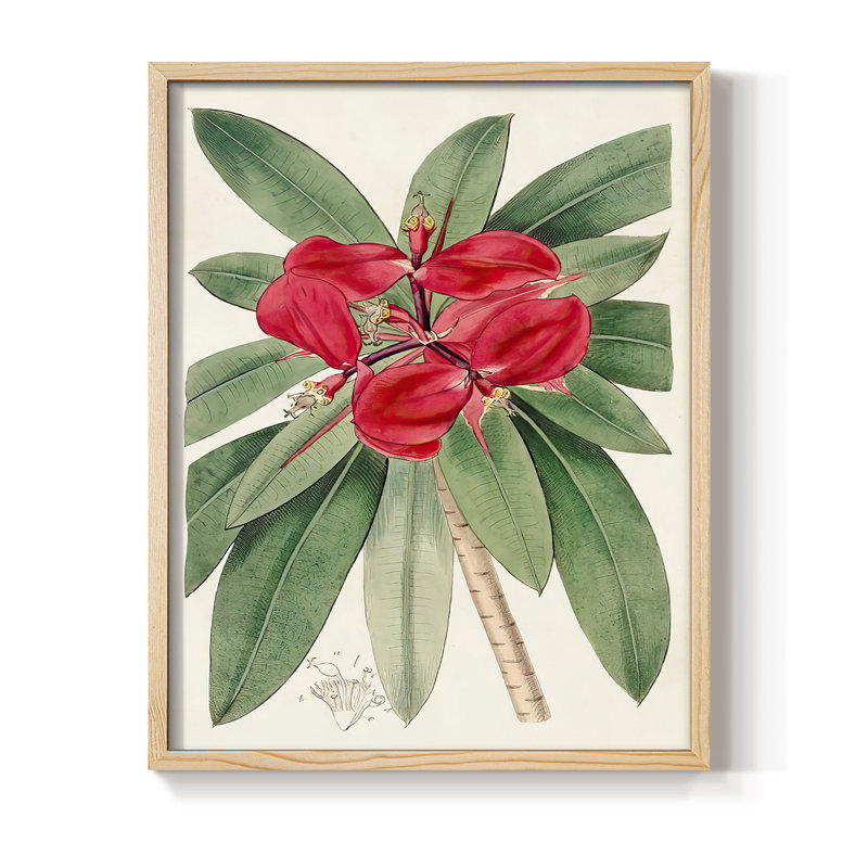 Impression encadrée FloraOf TheTropics III - bois massif, H 15 po x l 12 po