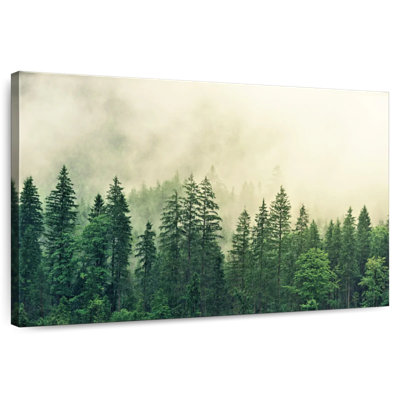 Forêt de pins Harnek Hazy Mountain