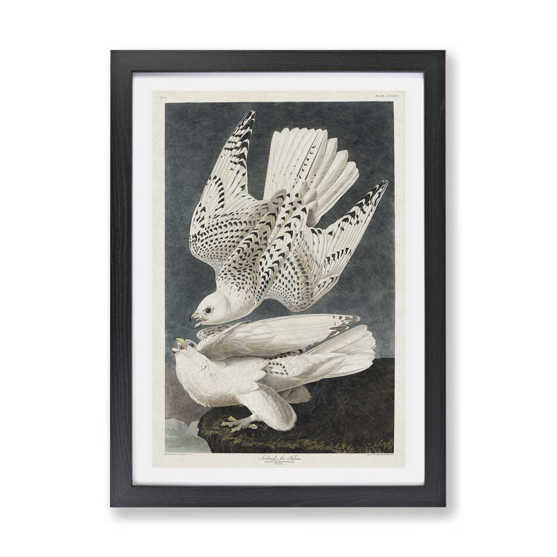 Two Gyrfalcons - Framed Print, Black, 33cm H x 45cm W x 2cm D