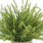 Faux Astilbe Plant in Fiberstone Pot