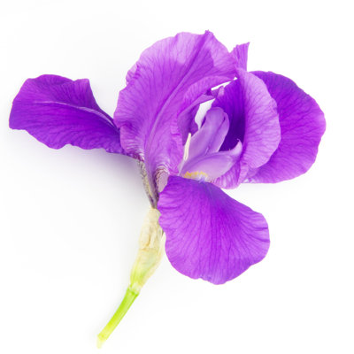 Irises by CQYoung - Wrapped Canvas Print