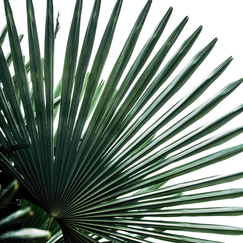 Palm Leaves 13 - impression, H 12 po x l 12 po, Non, Toile tendue