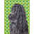 Cocker épagneul (noir) sélectionné