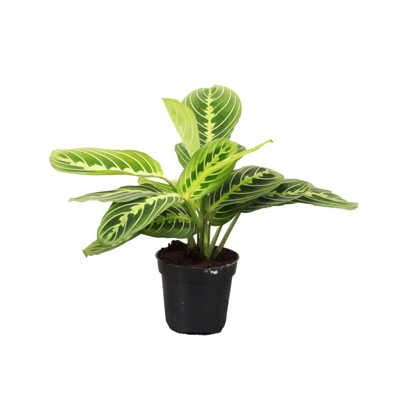 Live Lemon Lime Prayer Plant