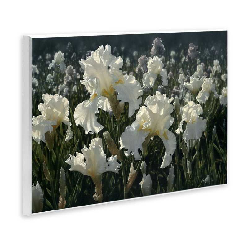 White Iris Garden Wall Plaque, design by Collin Bogle, 13" H x 19" W