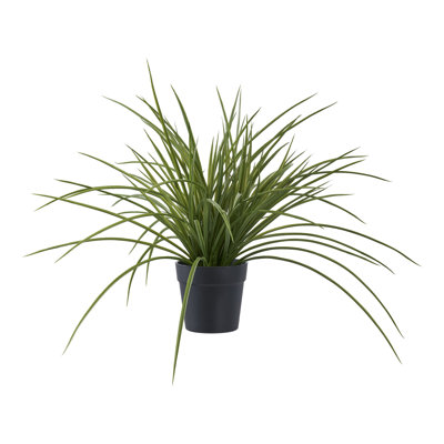 Annatina 45cm Grass Plant