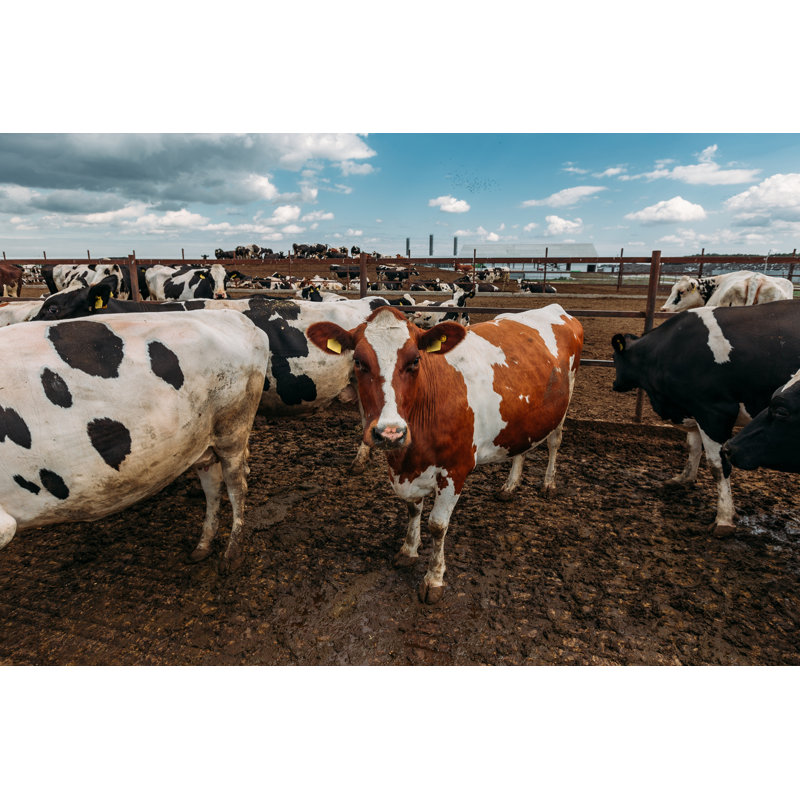 Holstein Frisian Diary Cows by Vladimir Zapletin - Wrapped Canvas Print, 20cm H x 30cm W