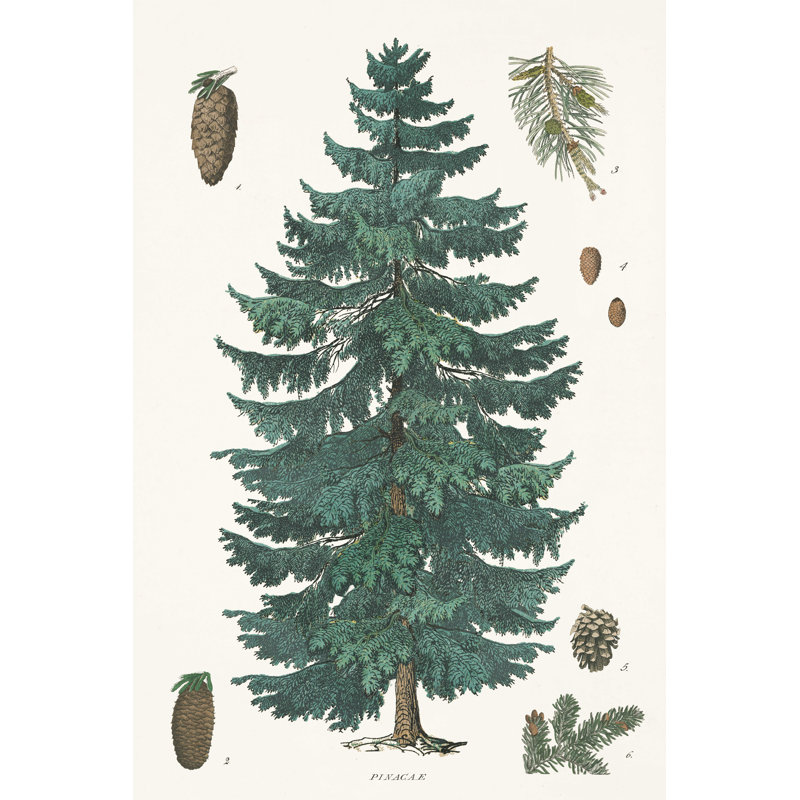 Tableau botanique Evergreen par Wild Apple Portfolio - impression sur toile tendue, H 18 po x l 12 po