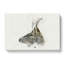 Young Elk In Abstract - Wrapped Canvas-55301597