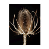 Thistle Detail I Print by Chris Dunker