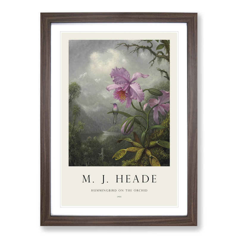 Hummingbird on the Orchid Plant by Martin Johnson Heade - Picture Frame Painting, Walnut Framed, 48cm H x 36cm W x 2cm D
