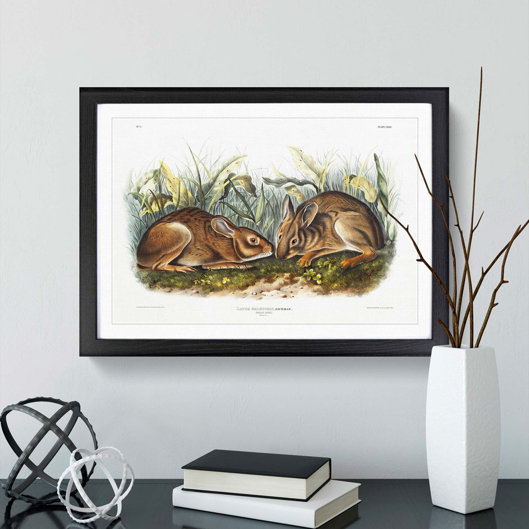Marsh Hares by J.W. Audubon - Framed Print