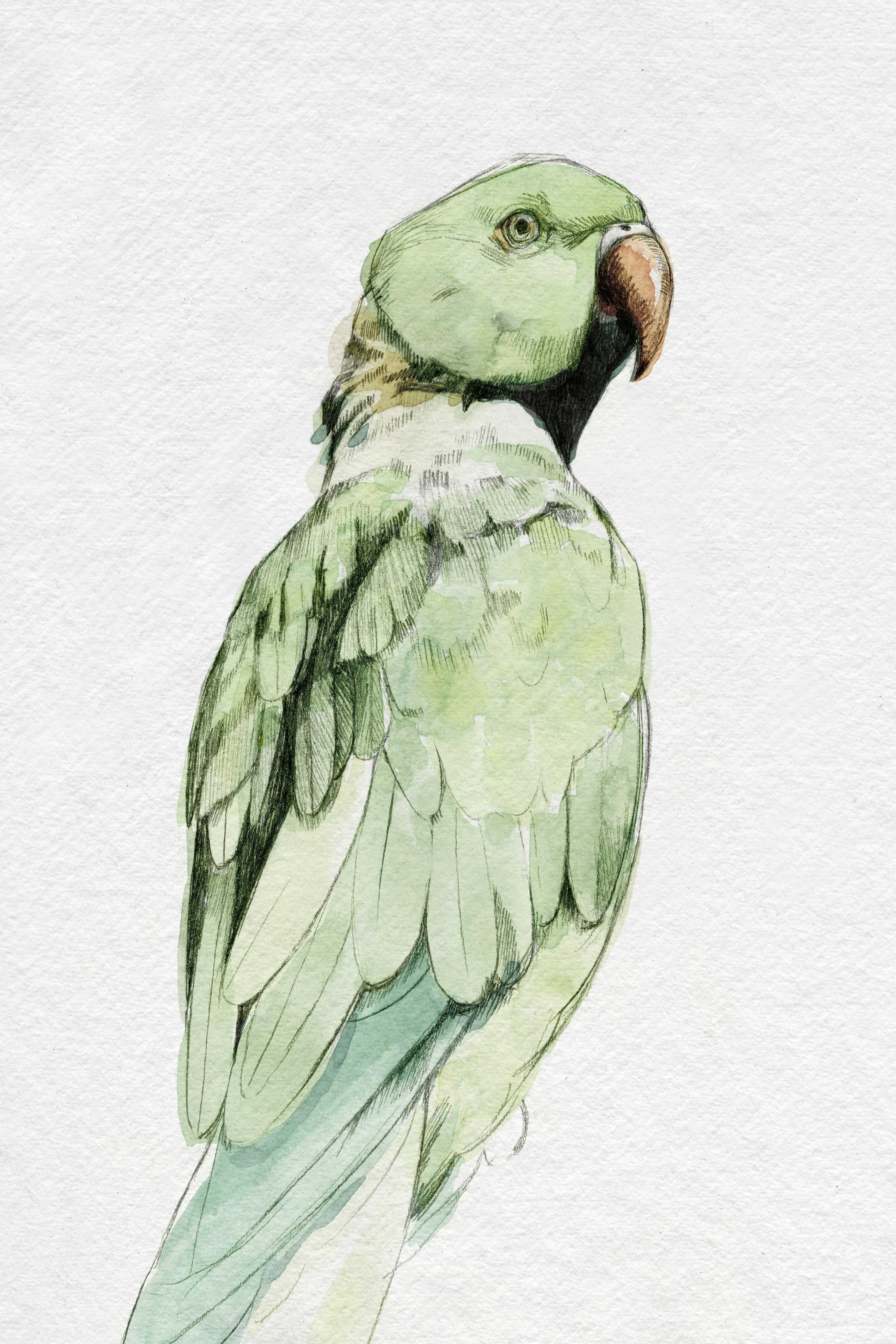 Green parrot Vectors & Illustrations for Free Download | Freepik