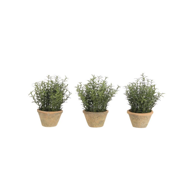 UV Rated | Rosemary, Green, Terracotta Pot/3, 6wx6dx8h