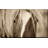 " The Blonde " by Lisa Dearing-1519522984-1519522985