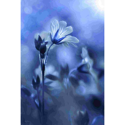 Fleurs bleues et blanches I 2882910