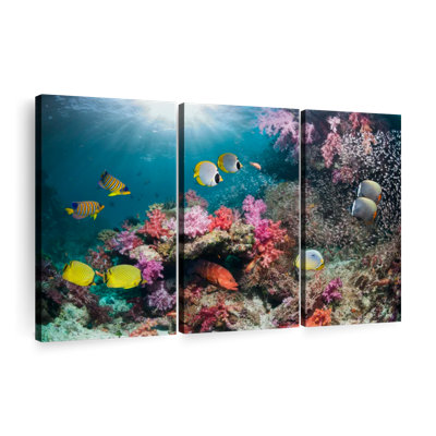 " Andaman Sea Life "