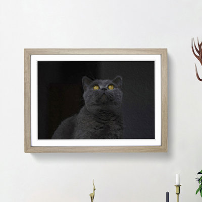 British Shorthair Cat in the Shadows - Picture Frame Painting Print