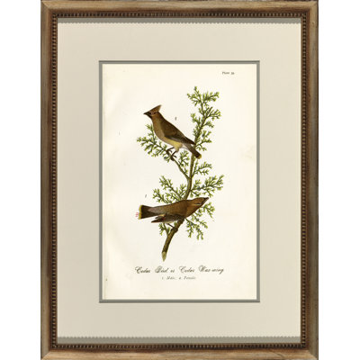B703 Bird Print